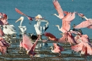 Spoonbills In Flight