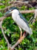 Black Crown Night Heron