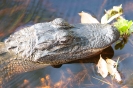 Alligator