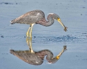 Reddish Egret