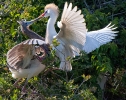 Nesting Cattle Egrets