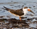 Black Skimmer