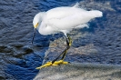 Snowy Egret 