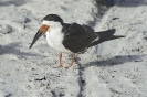 Black Skimmer