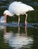 White Ibis