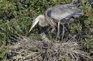 Great Blue Heron with Chick