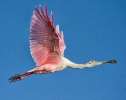Spoonbill