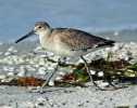Stilt Sandpiper