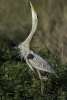 Great Blue Heron Trumpeting