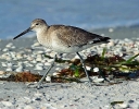 Sanderling