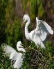 Egrets- Nest Building