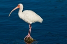 White Ibis
