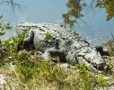 Crocodile