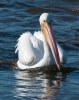 White Pelican