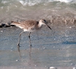 Sanderling