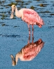 Spoonbill