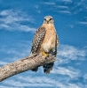 Red-Shouldered Hawk