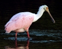 Spoonbill