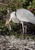 Great Blue Heron Feeding Chicks