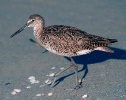 Willet