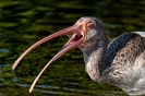 Fledgling Ibis