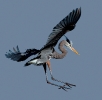 Great Blue Heron