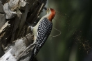 RedBellied Woodpecker Nest Building