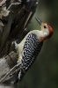 Red-Bellied Woodpecker