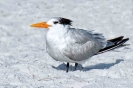 Royal Tern