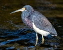 Tricolor Heron