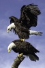 Birds_1