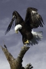 Birds_1