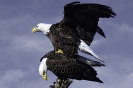 Birds_2