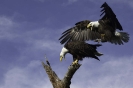 Birds_2