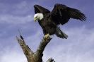Birds_3