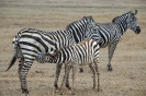 Zebra Family