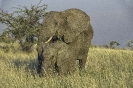 Mother and Child