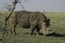 Rhinoceros