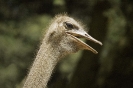 Kenya_2
