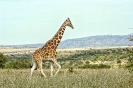 The Tall One