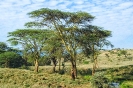 Acacia Trees and Spring