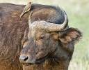 Cape Buffalo