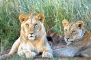 Lion Pride