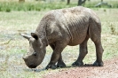 White Rhinoceras