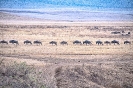 Annual Migration  Maasi Mara