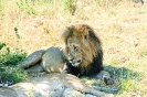 African Lion