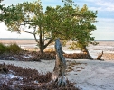 Low Tide. Sanibel, Florida