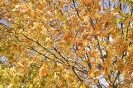 New Hampshire Autumn